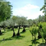 Foto Parque de los Olivos en Algete 16