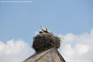 Foto Cigüeñas en Alpedrete 3