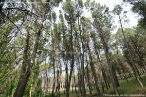 Foto Parque Forestal La Dehesa de Anchuelo 3