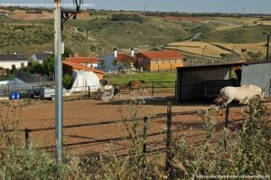 Foto Caballos y burros en Corpa 1