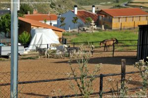 Foto Caballos y burros en Corpa 2