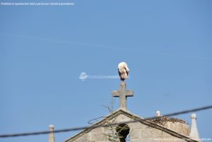 Foto Cigüeñas en Fresnedillas 1