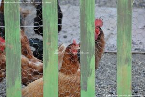 Foto Gallinas en Lozoya 2