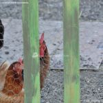 Foto Gallinas en Lozoya 3