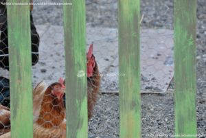 Foto Gallinas en Lozoya 3