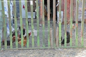 Foto Gallinas en Lozoya 4