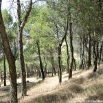 Foto Parque Forestal La Corneja 17
