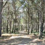 Foto Parque Forestal La Corneja 20