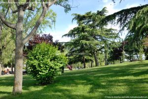 Foto Parque del Doctor Rodríguez Padilla 2