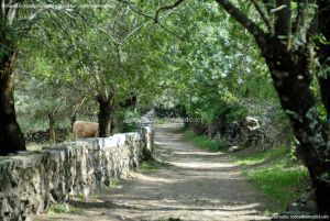 Foto Camino al Molino en Navalafuente 15