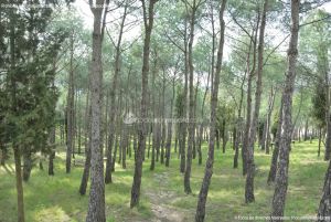 Foto Parque Forestal en Quijorna 4