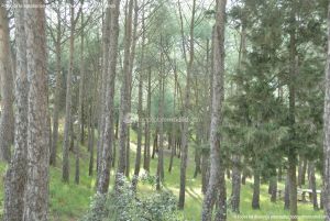 Foto Parque Forestal en Quijorna 9