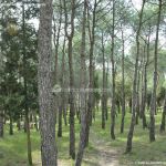 Foto Parque Forestal en Quijorna 10