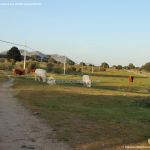 Foto Vacas en Robledo de Chavela 5