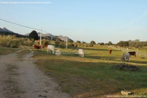 Foto Vacas en Robledo de Chavela 5