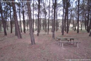 Foto Área Recreativa y Parque Forestal Dehesa de Santorcaz 5
