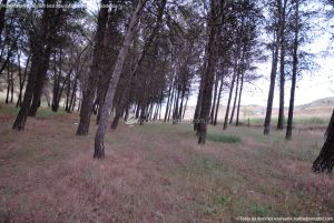 Foto Área Recreativa y Parque Forestal Dehesa de Santorcaz 6