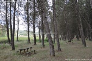 Foto Área Recreativa y Parque Forestal Dehesa de Santorcaz 8