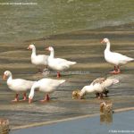 Foto Patos y cisnes en Aranjuez 3