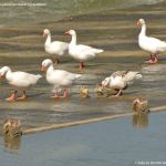 Foto Patos y cisnes en Aranjuez 4