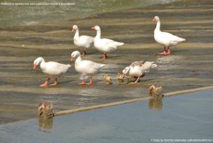 Foto Patos y cisnes en Aranjuez 4