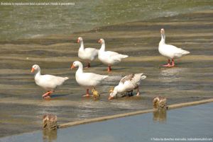 Foto Patos y cisnes en Aranjuez 5