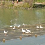 Foto Patos y cisnes en Aranjuez 6