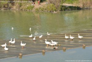 Foto Patos y cisnes en Aranjuez 6