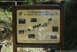 Foto Senda Ecológica en el Bosque de la Herrería 8
