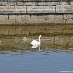 Foto Cisnes en el estanque del  Monasterio de El Escorial 3