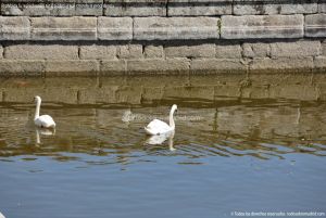 Foto Cisnes en el estanque del  Monasterio de El Escorial 3