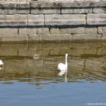 Foto Cisnes en el estanque del  Monasterio de El Escorial 4