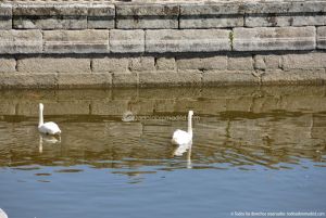 Foto Cisnes en el estanque del  Monasterio de El Escorial 4