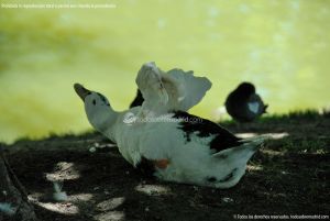 Foto Patos en el Estanque del Palacio de Cristal
