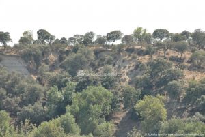 Foto Corredor Ambiental del Río Manzanares en el Monte de El Pardo 3