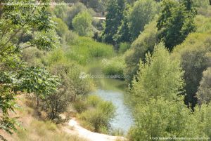Foto Corredor Ambiental del Río Manzanares en el Monte de El Pardo 12