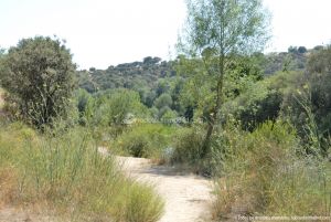 Foto Corredor Ambiental del Río Manzanares en el Monte de El Pardo 16