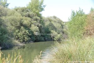 Foto Corredor Ambiental del Río Manzanares en el Monte de El Pardo 33