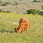 Foto Vacas pastando en Colmenar Viejo 1
