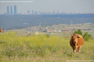 Foto Vacas pastando en Colmenar Viejo 2