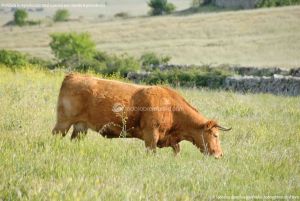 Foto Vacas pastando en Colmenar Viejo 3