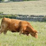 Foto Vacas pastando en Colmenar Viejo 4