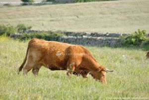 Foto Vacas pastando en Colmenar Viejo 4