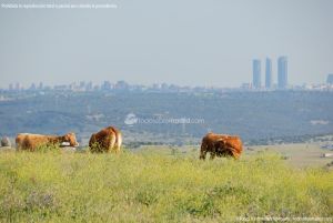 Foto Vacas pastando en Colmenar Viejo 6