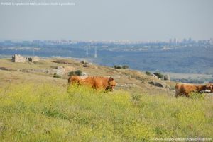 Foto Vacas pastando en Colmenar Viejo 7