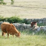 Foto Vacas pastando en Colmenar Viejo 9