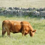 Foto Vacas pastando en Colmenar Viejo 10