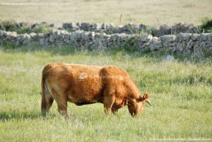 Foto Vacas pastando en Colmenar Viejo 10