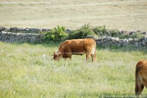 Foto Vacas pastando en Colmenar Viejo 11