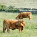 Foto Vacas pastando en Colmenar Viejo 13